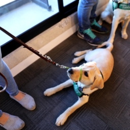 Yellow Lab A yellow Labrador Retriever looks up as it lays at its handler’s feet.