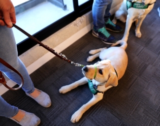 A yellow Labrador Retriever looks up as it lays at its handler’s feet. 