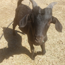 Black Buck #2 A black baby goat born spring 2021 at Enchanted Hills Camp