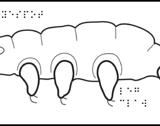 Side view of a tardigrade, showing 4 legs, eyespot, and braille labels.