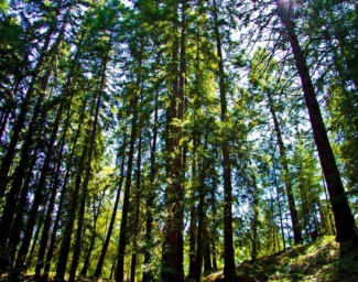Redwood trees at Enchanted Hills Camp in Napa, CA