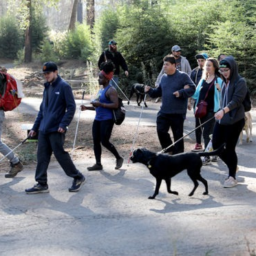 A group of campers, some with their guide dogs and some with white canes, hike at Enchanted Hills Camp.