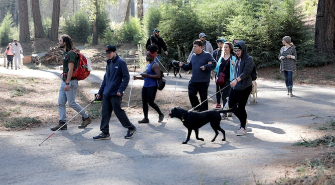 A group of campers, some with their guide dogs and some with white canes, hike at Enchanted Hills Camp.